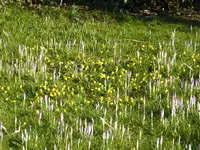 P1080812Winterlinge und Krokusse.webp