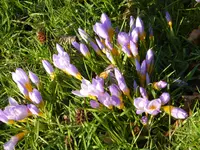 P1080849violetter Vorfrühlingskrokus.webp