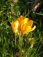 P1080850gelber Vorfrühlingskrokus.webp