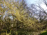P1080815Hamamelis mollis.webp