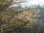 P1080816Hamamelis japonica.jpg