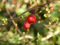 P1080821Scheinquitte.webp