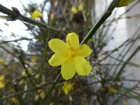 P1080822Winterjasmin.webp