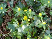 P1080823Winterlinge.webp