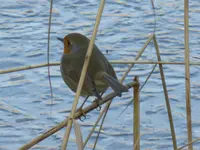P1080831Rotkehlchen.jpg
