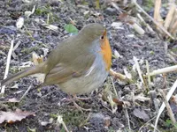 P1080832Rotkehlchen.webp