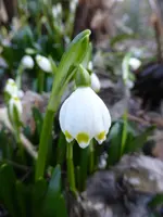 P1080837Märzenbecher (einzel).webp