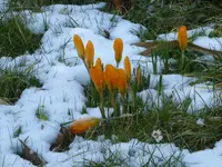 P1080903Krokus im Schnee.webp
