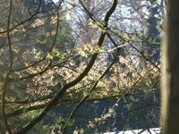 P1080897Hamamelis japonica.webp