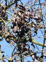 P1080896Gleditschie.webp