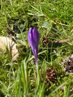 P1080894violetter Krokus.webp