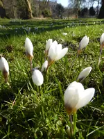 P1080893Weißer Krokus.webp