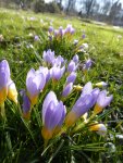 P1080889Blauer Vorfrühlingskrokus.jpg