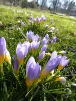 P1080889Blauer Vorfrühlingskrokus.webp