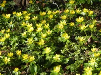P1080905Winterlinge.webp