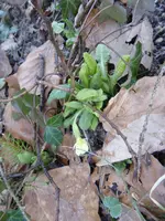 P1080910hohe Schlüsselblume.webp