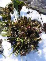 P1080912Lennzrose.webp