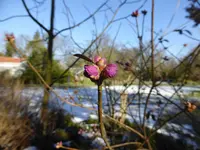 P1080917Dahurische Azalee.webp
