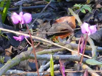 P1080920Vorfrühlingsalpenveilchen.webp