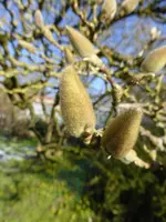 P1080922Magnolie.webp