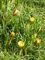 P1080924gelbe Krokusse.webp