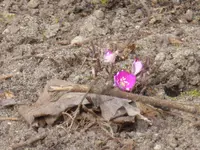 P1080952rosa Leberblümchen.webp