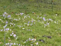 P1080953violette Krokusse.webp