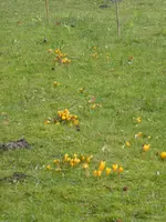 P1080955gelbe Krokusse.webp