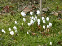 P1080957weiße Krokusse.webp