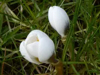 P1080958weißer Krokus.webp