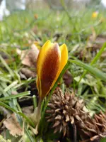 P1080959gelbroter Krokus.webp