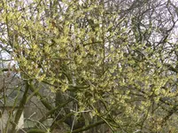P1080960Hamamelis mollis.webp