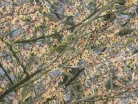 P1080961Hamamelis japonica.webp