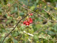 P1080962Scheinquitte.webp