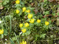 P1080966Winterlinge.webp