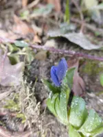 P1080970Blausternchen.webp