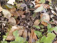 P1080975Leberblümchen.webp