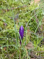 P1080978violetter Krokus.webp