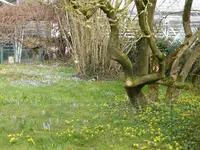 P1080981Winterlinge und Krokusse.webp