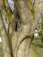 P1080986japanischer Schnurbaum.jpg
