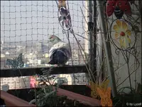 c020.webp