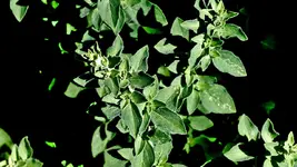 oregano_0002.webp oregano_0002.webp