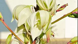 yucca.bluete._0111.webp yucca.bluete._0111.webp