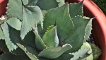 agave.neomexicana_0008.jpg