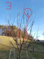 obstbaum zu hoch copy.jpg