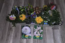 _MG_1499.webp