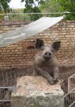 schwein 2015 - 1 (2).jpg