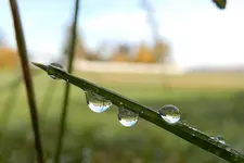 Morgentau_0001.webp