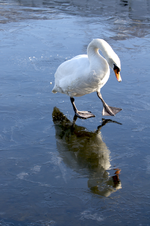 schwan.jpg