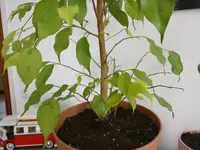 IMG_20180226_120237.webp